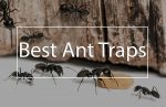best-ant-mound-killer